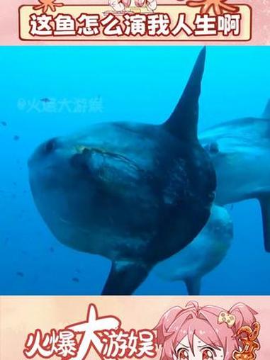 活下来了就活一下,亖了也无所谓 动物 翻车鱼 爱活不活 抽象