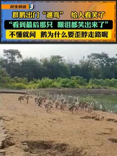 主人说买了56只鹅,39只是歪脖,看它们走路的样子,惹笑众人。不懂就问,鹅为何会歪脖,是得