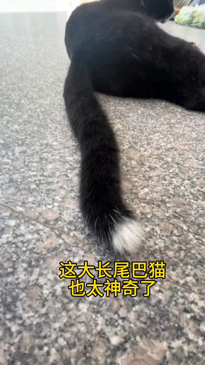 这大长尾巴猫也太神奇了