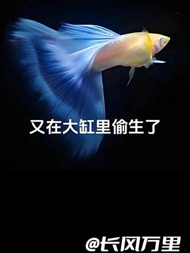 养孔雀鱼最头疼的莫过于偷偷生在大缸里 孔雀鱼