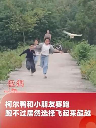 柯尔鸭和小朋友赛跑,跑不过居然选择飞起来超越,网友:第一次见小鸭子有这么强的胜负欲(@萌宠