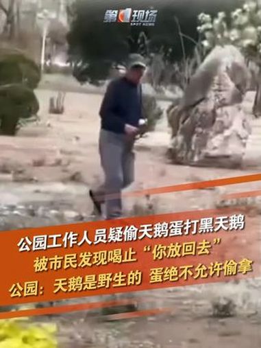 4月11日,天津,有网友拍到天津水上公园工作人员偷天鹅蛋,用柳条打黑天鹅。被仗义市民喝止后