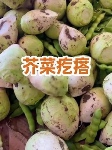 新鲜芥菜疙瘩大头菜农家辣芥菜头腌咸菜芥菜疙瘩酸菜丝现挖现发 芥菜疙瘩 咸菜