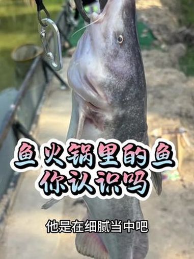 反正都是鱼,推荐什么吃什么?美食趣味计划 美食 来吃鱼