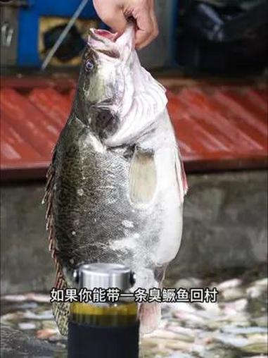 舌尖上的中国臭鳜鱼,闻着臭吃着香,没有小刺杂刺,老人小孩都爱吃 臭鳜鱼 年货节 囤年货 年