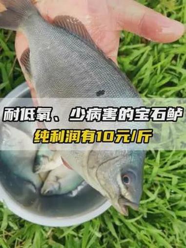 耐低氧、少病害的宝石鲈,纯利润可达10元/斤 水产养殖 宝石鲈 养鱼 养殖