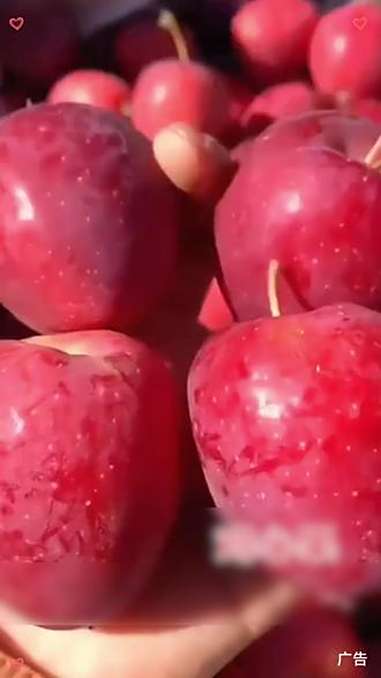 这个是东北的沙果，也叫小苹果，海棠果，鸡心果，鲜甜的口感真的很不错 沙果