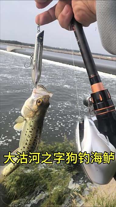 大沽河水面之字狗钓海鲈 钓鱼 路亚 海鲈 青岛路亚