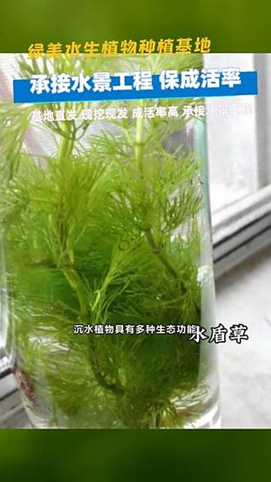 青海省淡水沉水植物 泰安市篦齿眼子菜种植 马来眼子菜价格 漯河哪里有卖苦草 巴中狐尾藻苗价