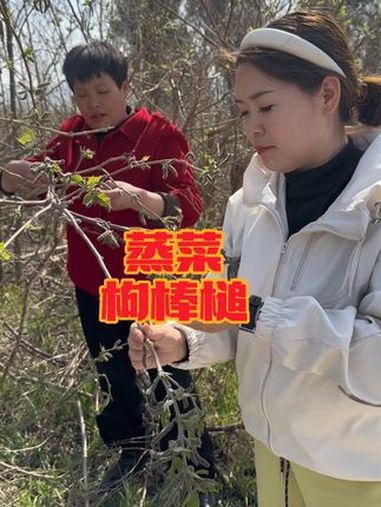 蒸蒸菜枸棒槌,你吃过吗?民间传统美食 春天的味道 野菜美食 地方特色美食