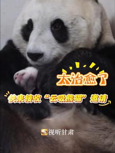近日,兰州野生动物园记录下熊猫妈妈“曼兰”怀抱新生幼崽的珍贵画面。30秒的视频里,“曼兰”