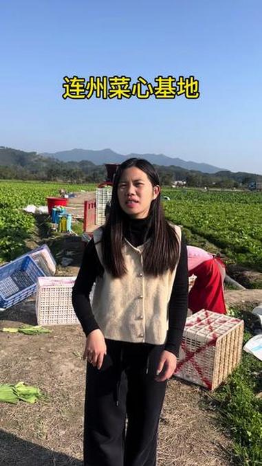 今天来到连州菜心基地 新鲜靓货#连州菜心#好物推荐