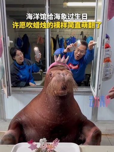 海洋馆给海象过生日,许愿吹蜡烛的模样简直萌翻了