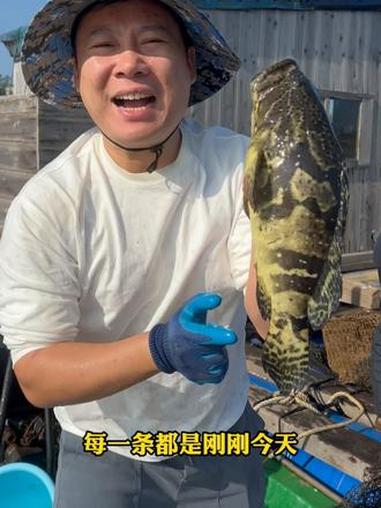 马上过年了,餐桌上来上一条龙胆石斑,既好吃又有面子,都是新鲜上岸的,在海里吃小鱼小虾长大的