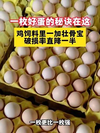 软壳蛋太多怎么办?养鸡人速看!蛋壳一磕就碎?亏惨了!壮骨宝一出手 破蛋率直接砍半!蛋壳厚实