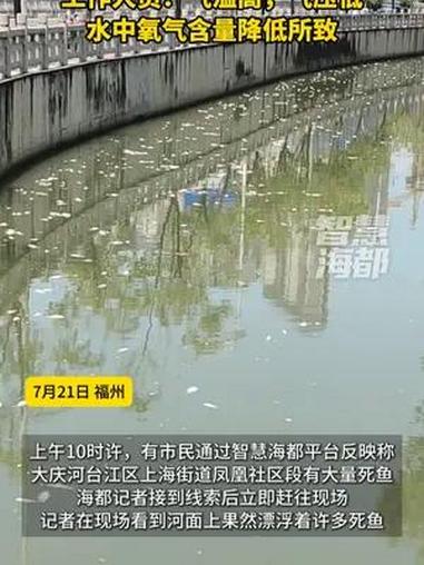 福州一河道现大量死鱼?工作人员回应:夏季气温高,气压低,水中氧气含量降低,已加派人员处理