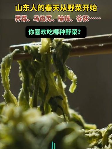 山东人的春天从野菜开始,已经有人连吃好几天面条菜了 野菜