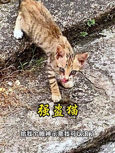 路亚爆桶没想到遇到流浪猫拦路抢鱼 路亚 路亚野钓 鬼面鱼振出竿 岸澜鼓轮 野钓武空