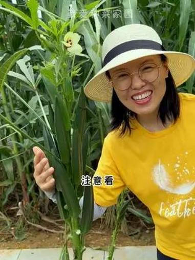 水果秋葵天热种植长得快,一直采摘到冬天 蔬菜种子 我的菜园子 种植的乐趣 田园生活 种菜