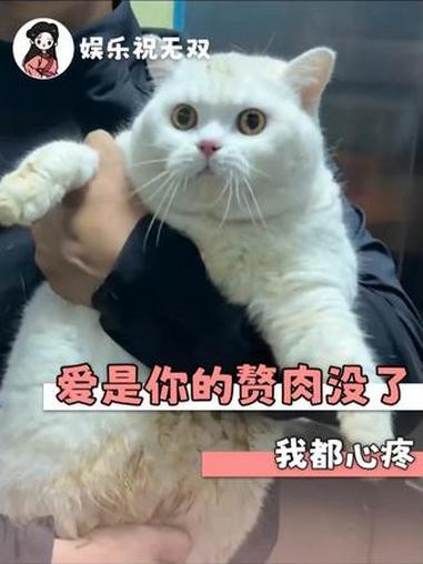 但凡令爱瘦了,它就不会卡水管子里,早就回家了 #猫咪 #萌宠出道计划 #搞笑 #万万没想到