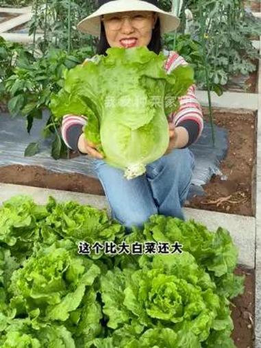 意大利生菜,夏天种植生长快,口感嫩 蔬菜种子 我的菜园子 田园生活