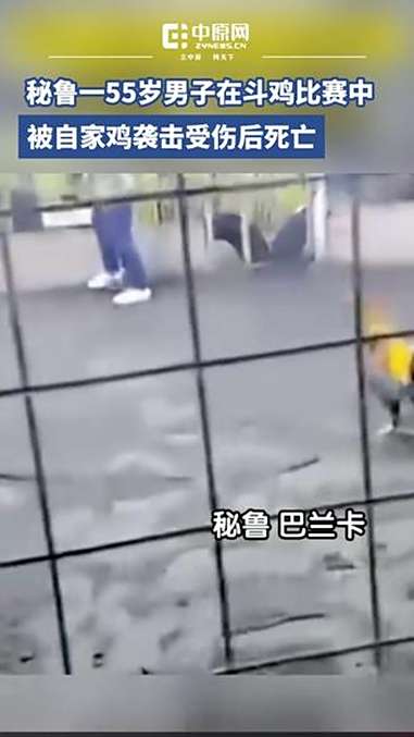 近日,秘鲁。一名55岁男子在斗鸡比赛中被自家鸡袭击受伤后死亡。视频中斗鸡突然袭击主人,主人