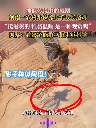 河南一农村小伙养上千只长尾鸡,看影子神似凤凰。网友:能拍三集走近科学。长尾鸡 凤凰 神秘动