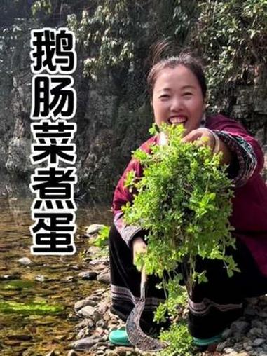 鹅肠菜煮蛋 鹅肠菜我们也叫姨妈菜，用来煮蛋你吃过吗姐妹#我的乡村生活 #美食分享 #新农人