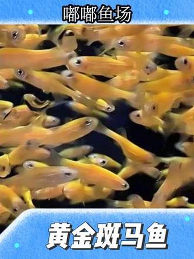 黄金斑马鱼#各种观赏鱼 #观赏鱼场 #斑马鱼 #批发 #鱼苗供应