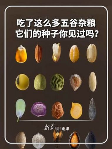 每日新知|吃了这么多五谷杂粮,它们的种子你见过吗?新华每日电讯
