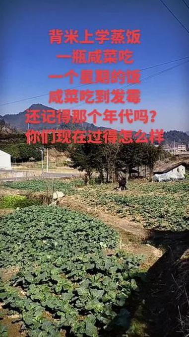 背米上学蒸饭一瓶咸菜要吃一个星期的饭,还记得那个年代吗?你们现在过得怎么样#抖音推广计划#