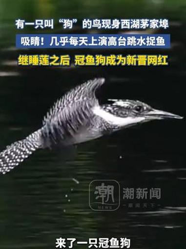 有一只叫“狗”的鸟现身西湖茅家埠，吸睛！几乎每天上演高台跳水捉鱼，继睡莲之后 冠鱼狗成为新