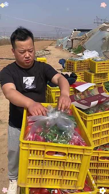 沙瓤西红柿自然熟番茄酸甜多汁产地直销应季生鲜水果蔬菜新鲜采摘