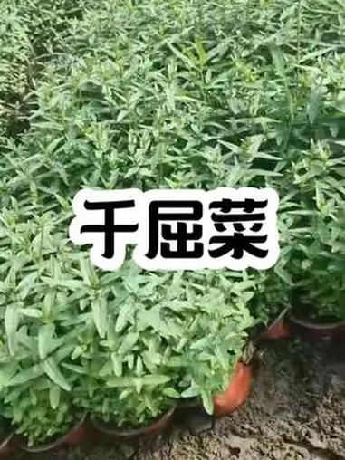千屈菜别名水枝柳、水柳、对叶莲等。千屈菜是千屈菜科千屈菜属的多年生草本植物;根茎粗壮;叶披