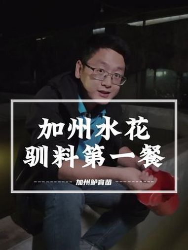 白金水花第六天使用乐开花驯苗料驯料,早驯料节省成本!加州鲈 加州鲈鱼苗 乐开花鱼苗料 @渔