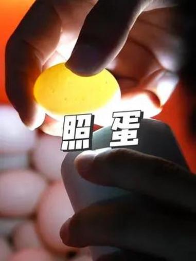 照蛋是鸽子养殖过程中最重要的一环,山东客户学习养鸽技术 养殖技术 肉鸽养殖 高产种鸽 农村