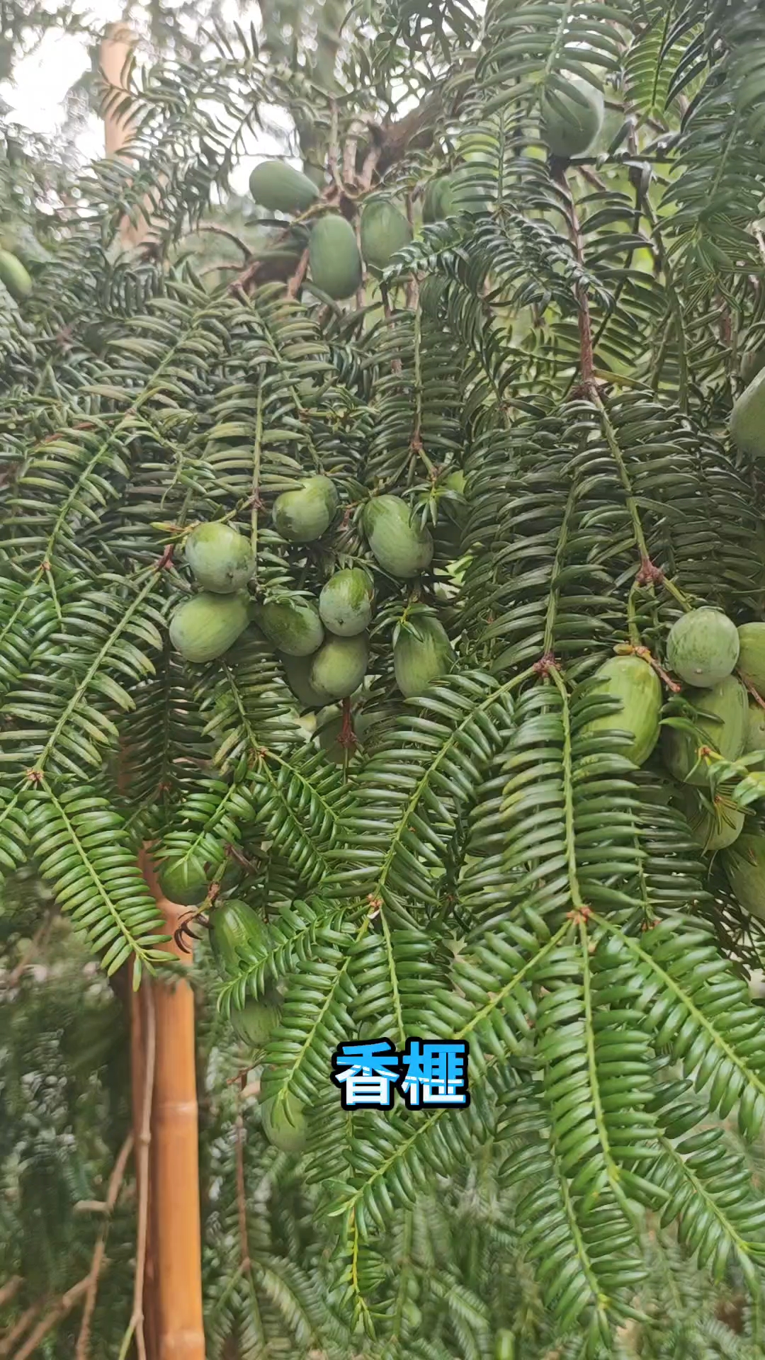 华龙电磁炒货机可以炒制各种坚果干果 瓜子花生板栗