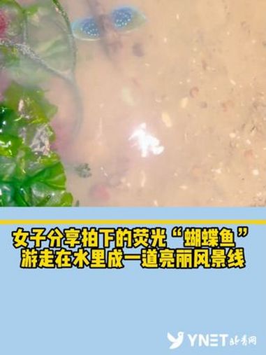 女子分享拍下的荧光“蝴蝶鱼”,游走在水里成一道亮丽风景线!