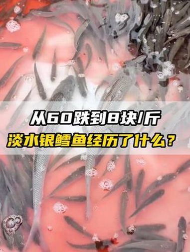 从60跌到8元/斤,淡水银鳕鱼经历了什么?水产养殖 养鱼人 淡水银鳕鱼 大鳞鲃