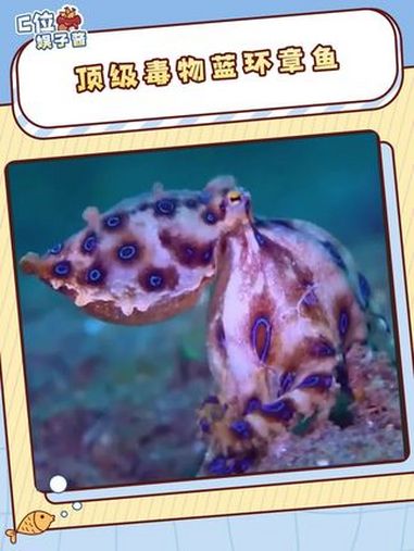 大家吃章鱼的时候一定要仔细看清楚 蓝环章鱼 科普 冷知识 蓝环章鱼到底有多毒 食物(仅供科
