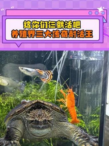 养殖界三大传奇耐活王 #骷髅金鱼 #绿毛小龙虾 #鳄龟 #神奇生物在哪里