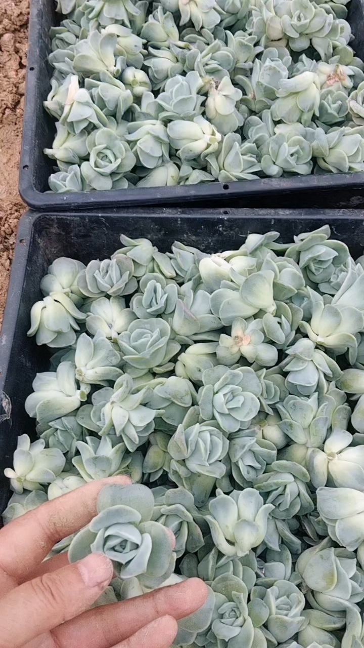 可爱玫瑰多肉，娇小可爱，形似玫瑰。出状态是全粉色的吆。