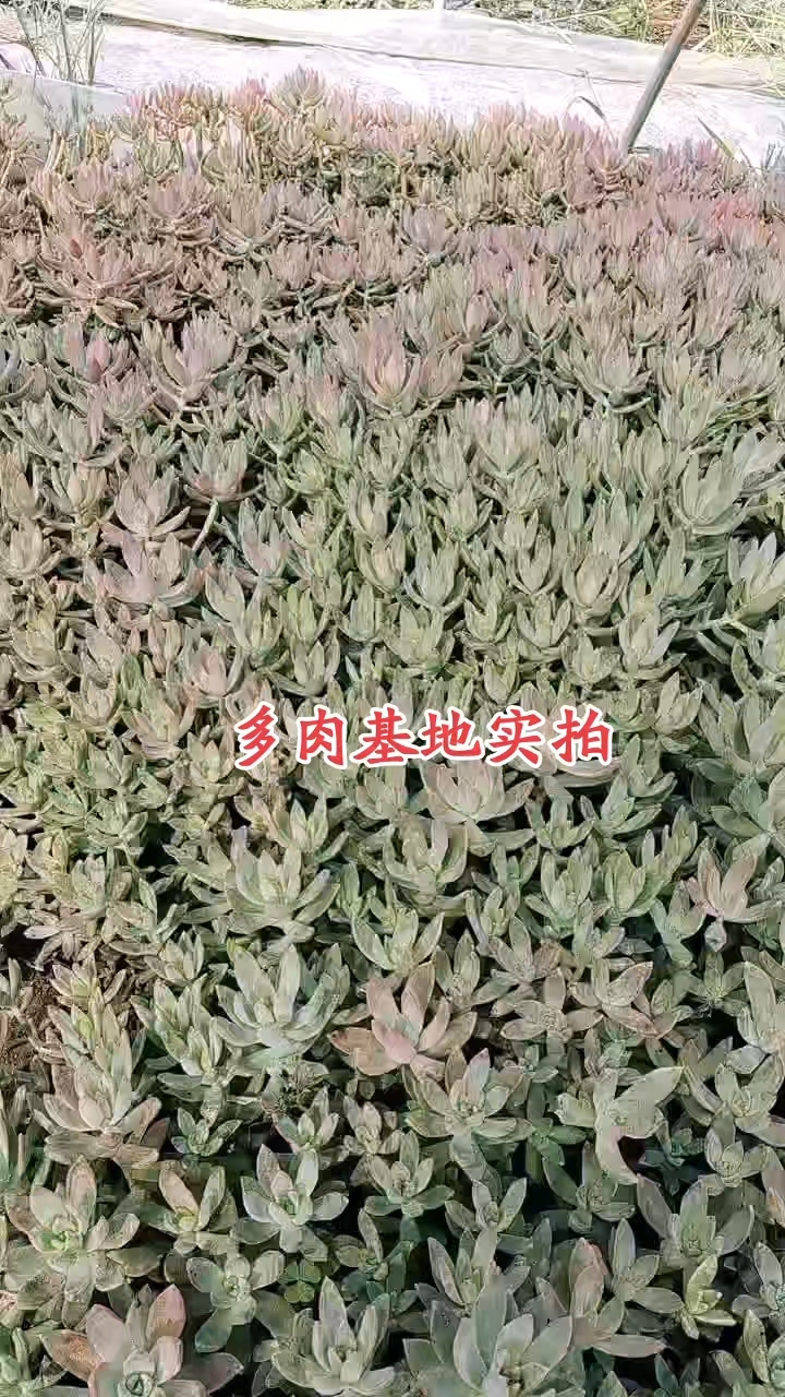 实拍多肉基地大棚，一分付出一分收获，养花如此，做人也如此。