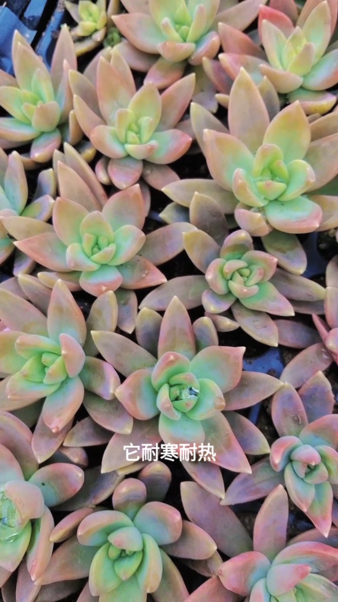 茗月多肉,果冻色,好养,颜值高