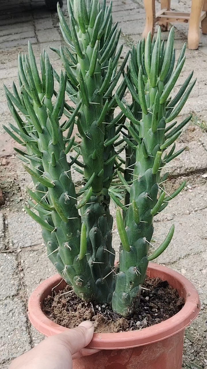 沙漠将军仙人柱,6头老桩自然群。造型周正,绿意盎然生机勃勃