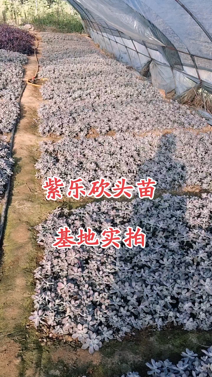 经典品种,紫乐多肉,皮实好养,耐寒耐热,