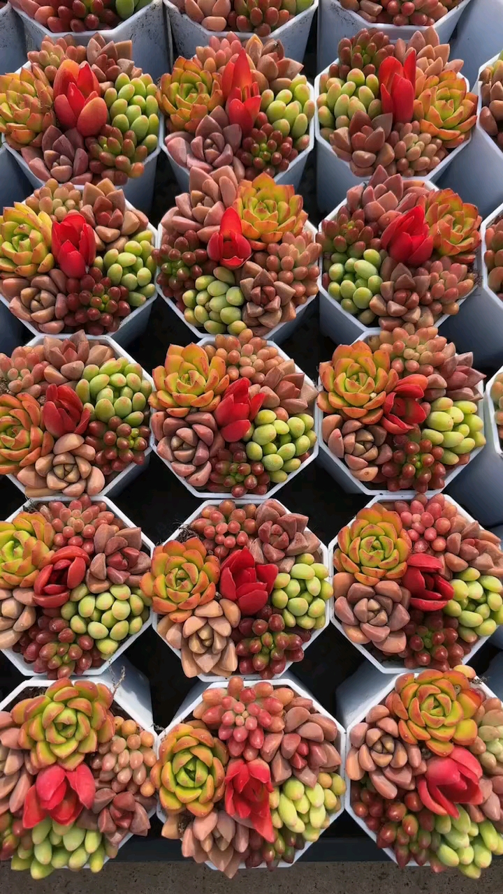 多肉组合盆栽,迷你的小花卉绿植。好可爱。每天带你看漂亮多肉