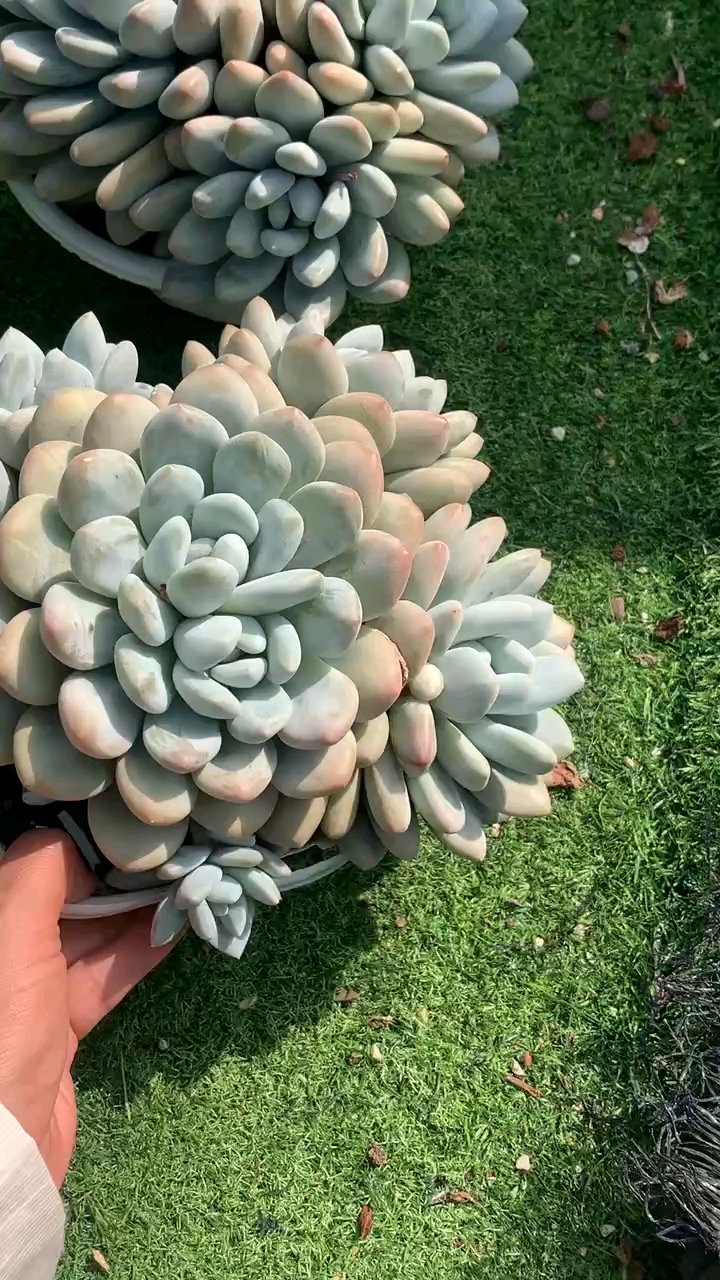 香水老桩群两盆,你觉得哪个更漂亮呢?关注我,每天带你看花花