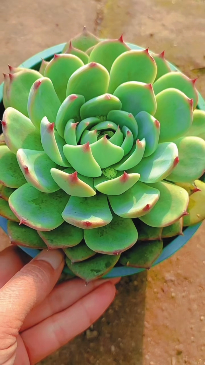 吉娃娃又名水蜜桃,莲花座经典多肉品种之一。关注我,看肉肉