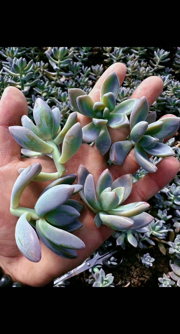 淡雪,又名幽灵公主,出状态粉紫色或者金黄色,又叫黄金淡雪